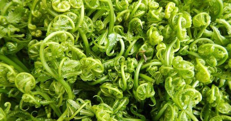 Wikimedia/Judgefloro